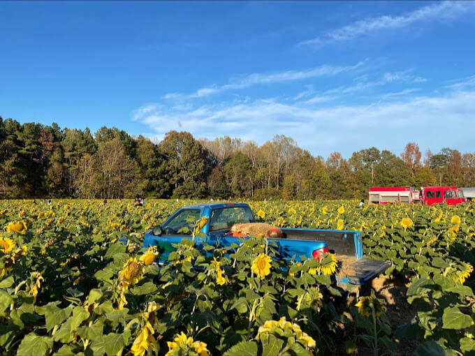 Chesterfield Berry Farm